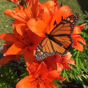 Monarch Butterfly feeding on nectar of an Asiatic Lily used in Butterfly gardening in Ottawa.
