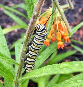 Monarch butterfly caterpillar feeding on butterfly weed.
