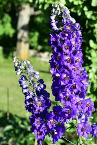 Blue Delphiniums provide a source of nectar for butterflies and are often used in butterfly gardening in Ottawa.