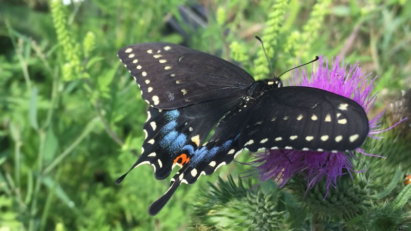 Butterfly Garden Creation and Installation