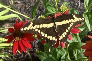 Giant Swallowtail butterfly feeding on the nectar of coneflowers used in butterfly gardening in Ottawa.