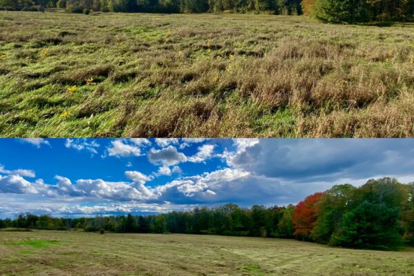 Field-mowing-Dunrobin