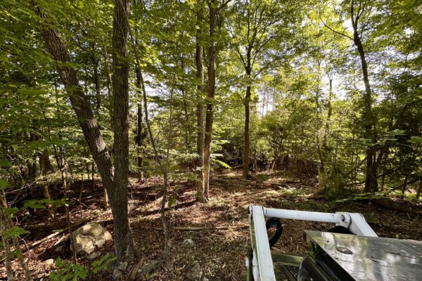 Land Clearing_IMG_2114